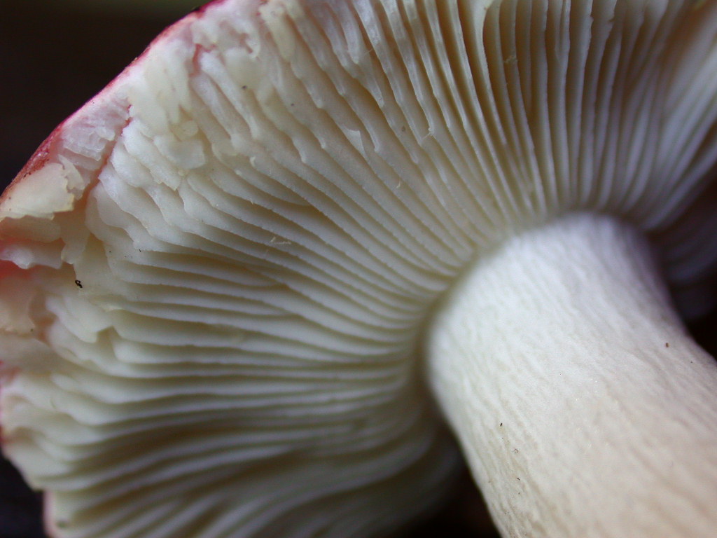 Russula N�1 ....